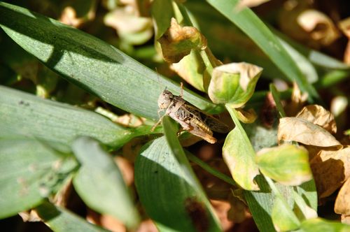 iNaturalist observation photo of Short-horned Grasshoppers