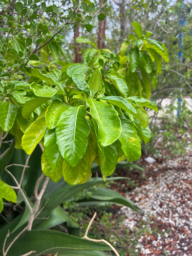 Slingshot (Tabernaemontana laurifolia)