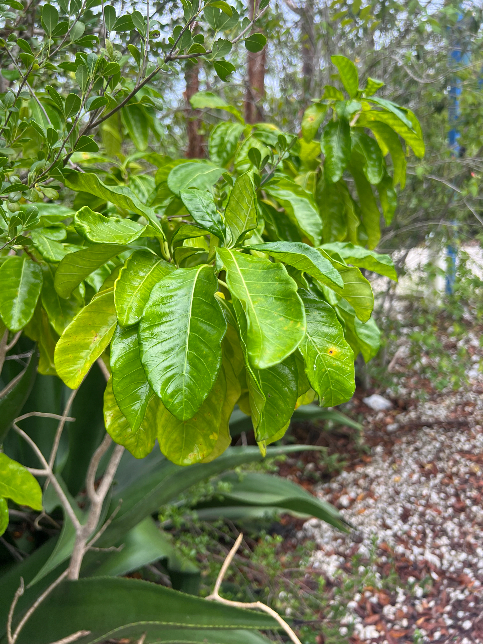 Slingshot (Tabernaemontana laurifolia)