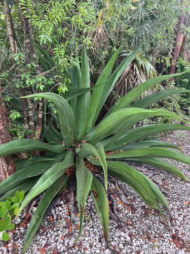 Agave caymanensis