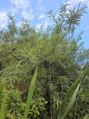 Image of Sophora fulvida by (c) Angus Campbell, some rights reserved (CC BY)