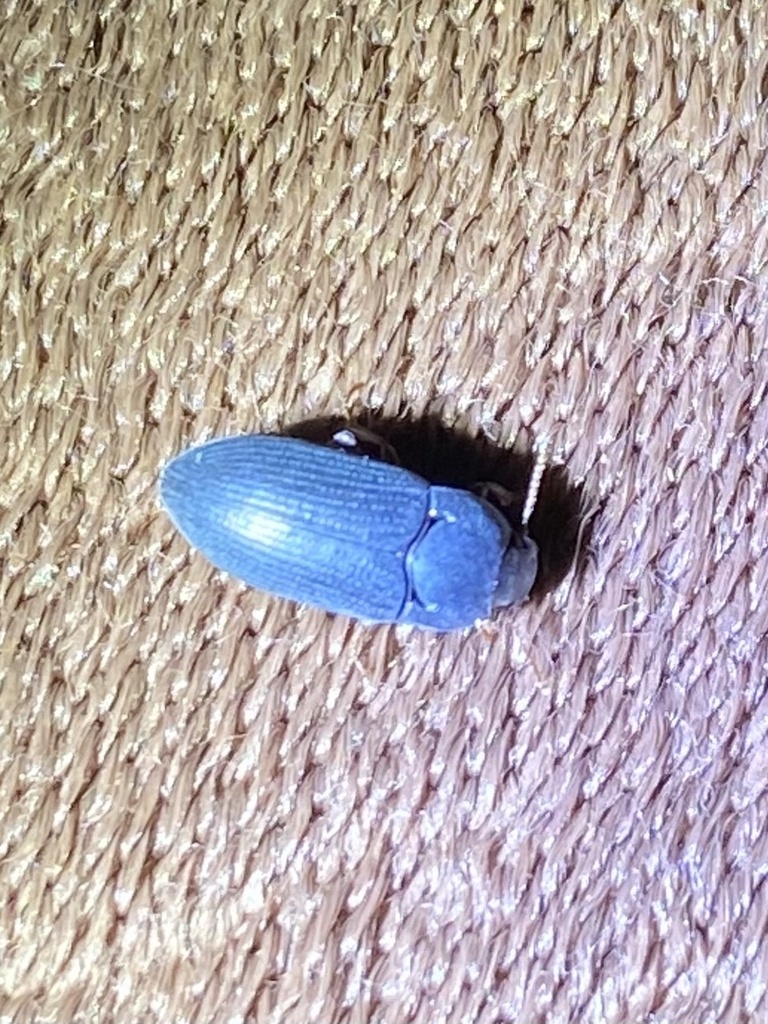 Ditaphronotus