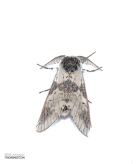 Furcula scolopendrina