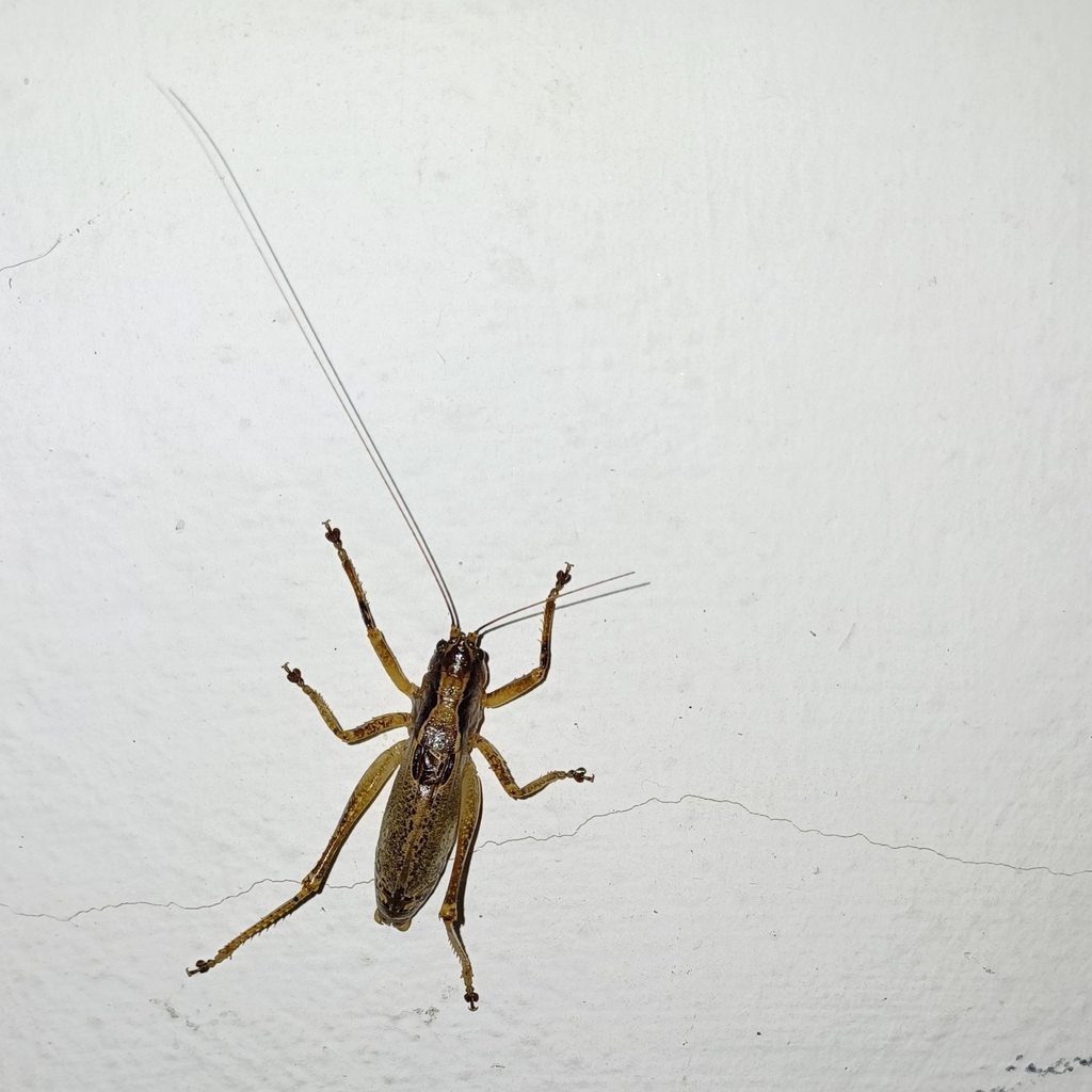 Parasubria vittipes