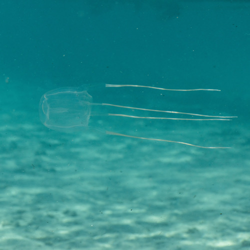 Carybdea rastonii Haacke, 1886