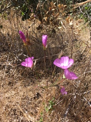 Clarkia lewisii