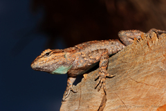 Urosaurus ornatus schottii