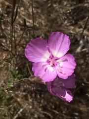 Clarkia lewisii