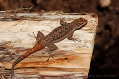 Urosaurus ornatus schottii