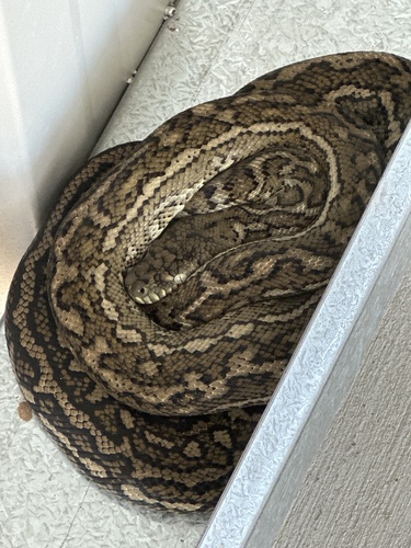Coastal Carpet Python sighting