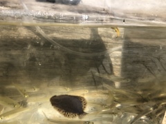 Trinectes maculatus