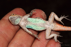 Urosaurus ornatus schottii