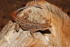 Urosaurus ornatus schottii