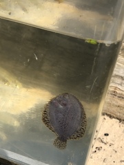 Trinectes maculatus