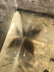 Trinectes maculatus