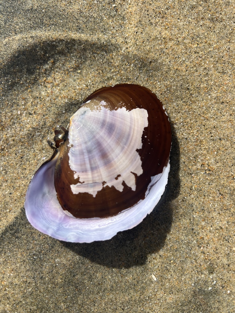 Purple Clam