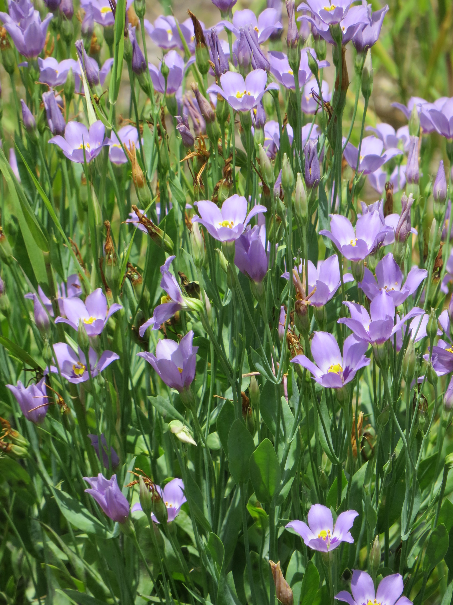 Eustoma exaltatum