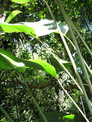 Calathea guzmanioides