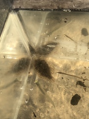 Trinectes maculatus