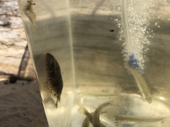 Trinectes maculatus