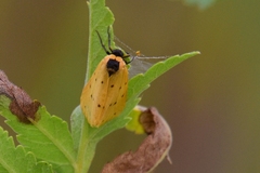 Setina irrorella
