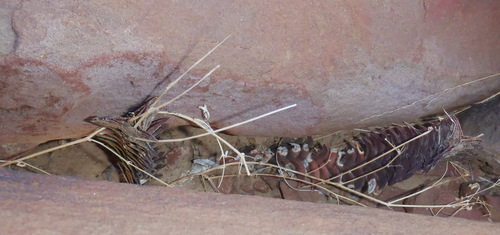 Image of Haworthiopsis viscosa by (c) Nicola van Berkel, some rights reserved (CC BY-SA)
