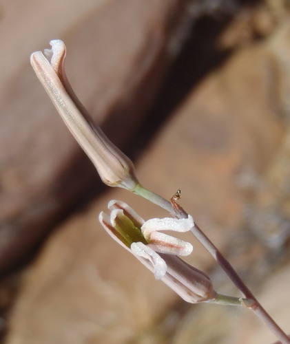 Image of Haworthiopsis viscosa by (c) Nicola van Berkel, some rights reserved (CC BY-SA)
