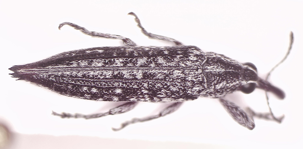 Rhinotia perplexa