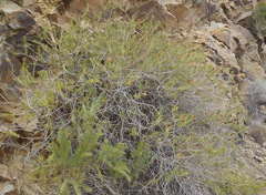 Berkheya angustifolia