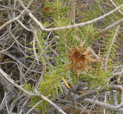 Berkheya angustifolia