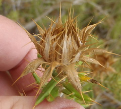 Berkheya angustifolia