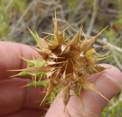 Berkheya angustifolia