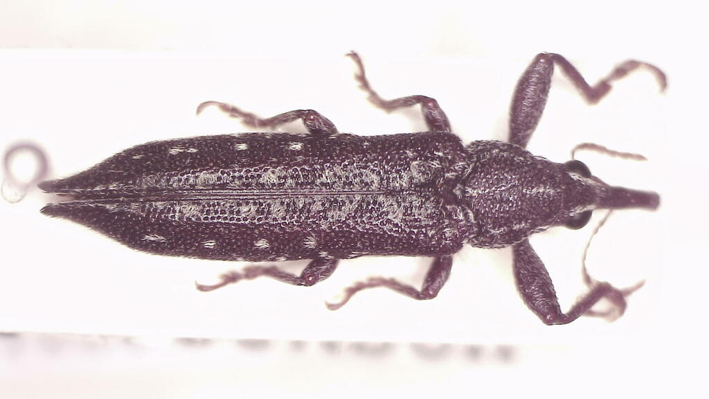 Rhinotia pulverulenta