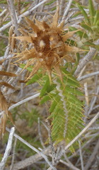 Berkheya angustifolia