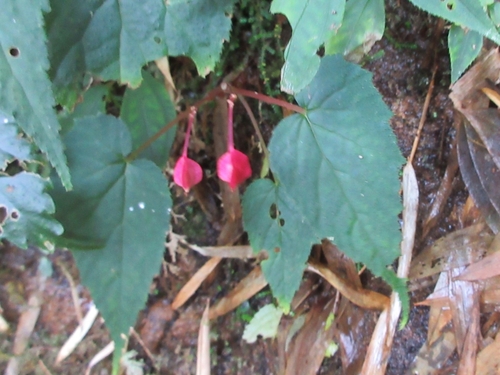 Begonia wenshanensis
