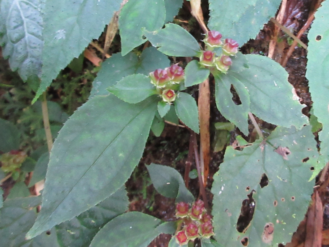 Sarcopyramis napalensis — ảnh 2