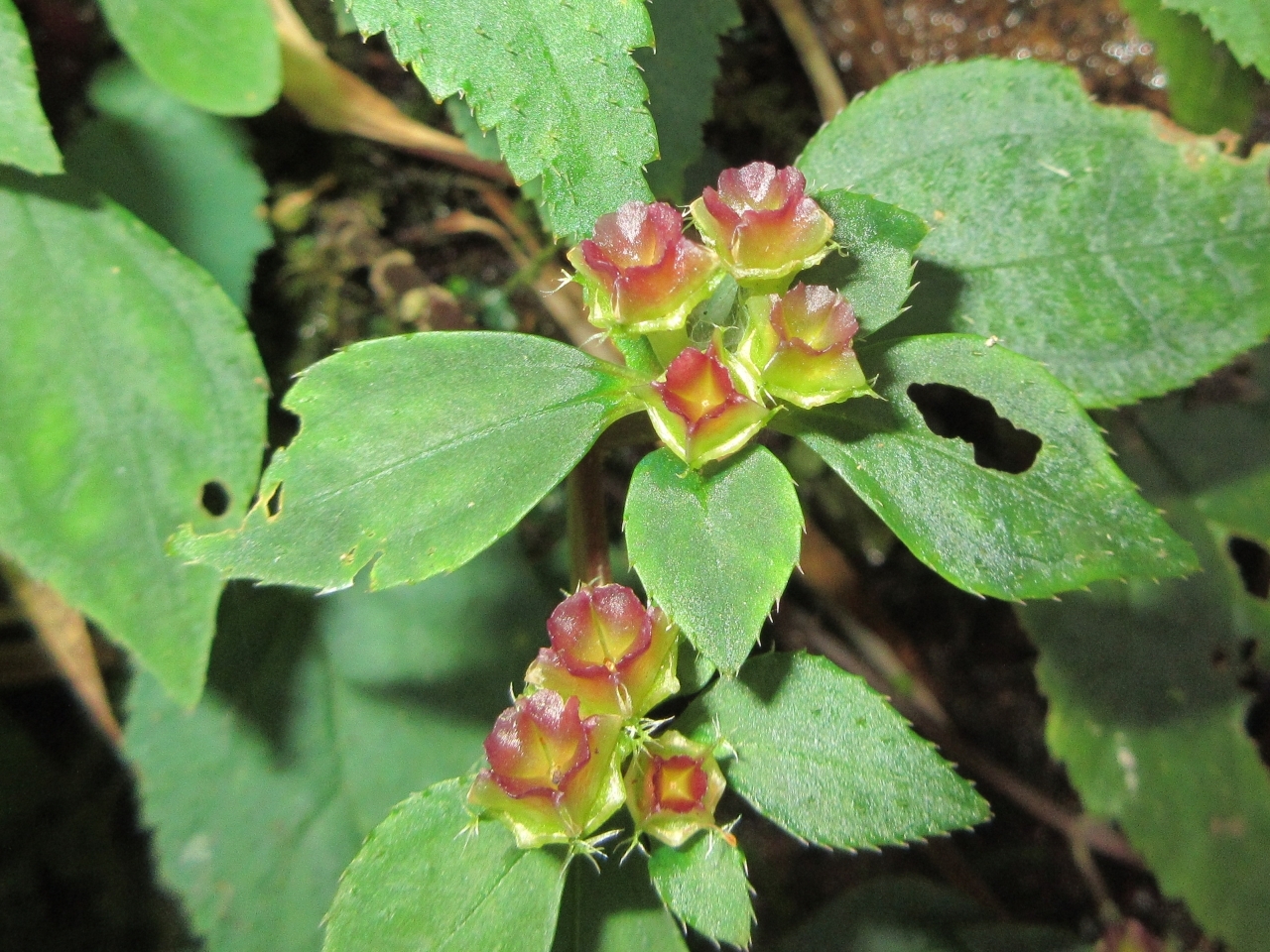 Sarcopyramis napalensis (Sarcopyramis napalensis)