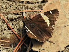 Thorybes pseudocellus