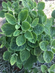 Physalis mollis mollis