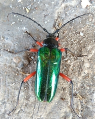 Callistochroma rutilans