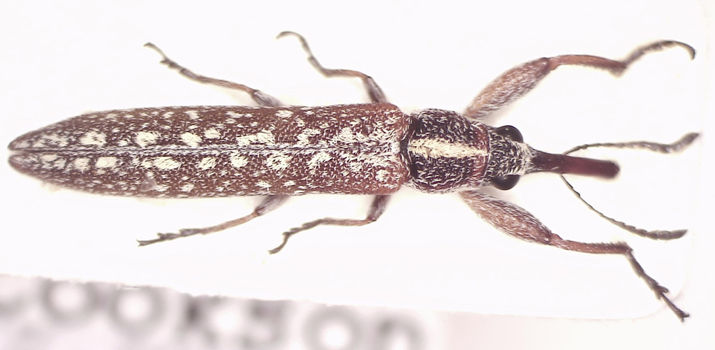 Rhinotia vetusta