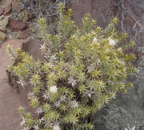 Image of Macledium relhanioides by (c) Nicola van Berkel, some rights reserved (CC BY-SA)