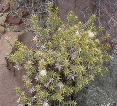 Macledium relhanioides