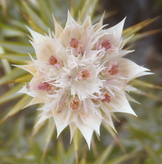 Macledium relhanioides