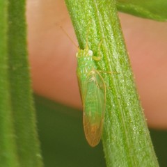 Craspedolepta