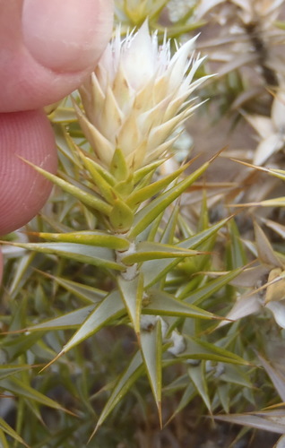 Image of Macledium relhanioides by (c) Nicola van Berkel, some rights reserved (CC BY-SA)