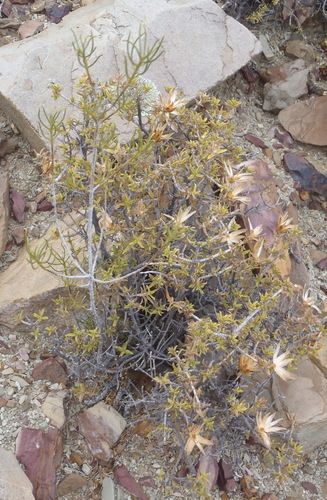 Image of Macledium relhanioides by (c) Nicola van Berkel, some rights reserved (CC BY-SA)