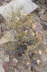 Macledium relhanioides