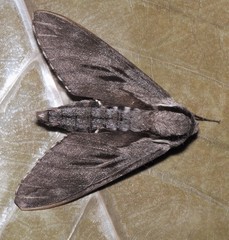 Sphinx maurorum