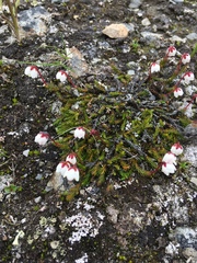 Harrimanella hypnoides